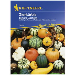 Zierkürbis pepo Cucurbita