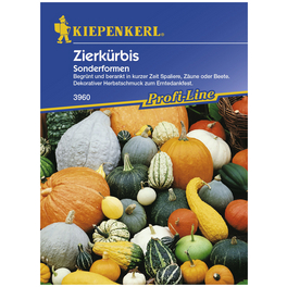 Zierkürbis pepo Cucurbita