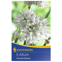 Zierlauch x Hybrida Allium