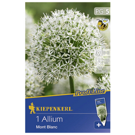 Zierlauch x Hybrida Allium