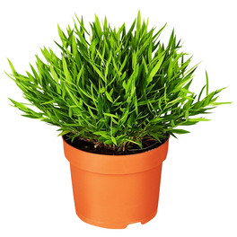 Zimmerbambus, Pogonatherum paniceum »Monica« Zimmerbambus, Pogonatherum paniceum »Monica«