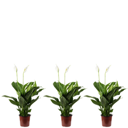 Zimmerpflanze, 3er Set Einblatt - Spathiphyllum 3-5 Blüten/Knospen - Höhe ca. 50 cm, Topf-Ø 13 cm
