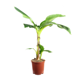 Zimmerpflanze, Bananenpflanze - Musa 'Dwarf Cavendish' - Höhe 95 cm, Topf-Ø 21 cm