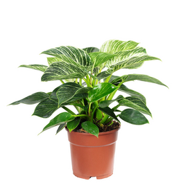 Zimmerpflanze, Baumfreund - Philodendron Birkin - Höhe ca. 50 cm, Topf-Ø 17 cm