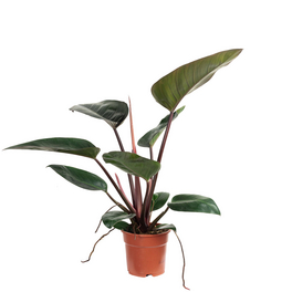 Zimmerpflanze, Baumfreund - Philodendron Imperial Red - Höhe ca. 50 cm, Topf-Ø 17 cm