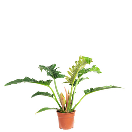 Zimmerpflanze, Baumfreund - Philodendron Narrow Escape - Höhe ca. 50 cm, Topf-Ø 17 cm