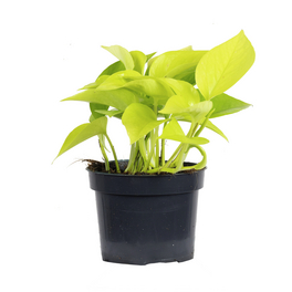 Zimmerpflanze, Efeutute - Epipremnum pinnatum 'Golden Pothos' - Höhe ca. 15 cm, Topf-Ø 12 cm