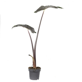 Zimmerpflanze, Elefantenohr - Alocasia sarawakensis 'Yucatan Princess' - Höhe ca. 90 cm