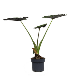 Zimmerpflanze, Elefantenohr - Alocasia wentii - Höhe ca. 80 cm, Topf-Ø 21 cm