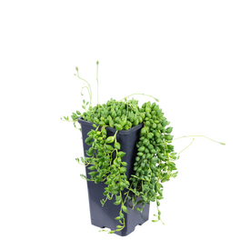Zimmerpflanze, Erbsenpflanze - Senecio rowleyanus- Höhe ca. 25 cm, Topf-Ø 15 cm