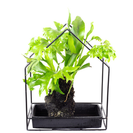 Zimmerpflanze, Geweihfarn Platycerium im Lavastein-Haus - Platycerium - Höhe ca. 35 cm