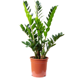 Zimmerpflanze, Glücksfeder - Zamioculcas zamiifolia 9+ - Höhe ca. 75 cm, Topf-Ø 21 cm
