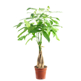 Zimmerpflanze, Glückskastanie mit geflochtenem Stamm - Pachira aquatica - Höhe ca. 80 cm