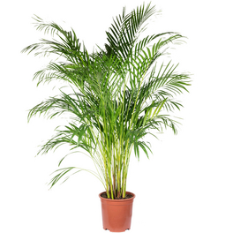 Zimmerpflanze, Goldfruchtpalme - Areca Dypsis Lutescens - Höhe ca. 130 cm, Topf-Ø 27 cm
