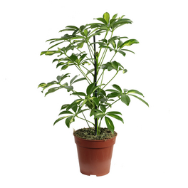 Zimmerpflanze, Strahlenaralie Stamm - Schefflera arboricola 'Gold Capella' - Höhe ca. 50 cm