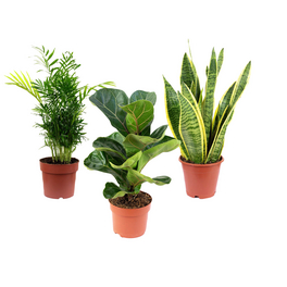 Zimmerpflanzen-Set (Bergpalme, Geigenfeige, Bogenhanf), Ficus/Sansevieria/Chamaedorea, im Topf