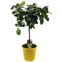 Zitrone, Citrus limon