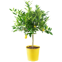 Zitrone, Citrus limon, Blüte: Weiß