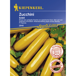 Zucchini, Curcurbita, pepo, goldgelb, Inhalt reicht für 7 Stk