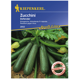 Zucchini pepo Cucurbita