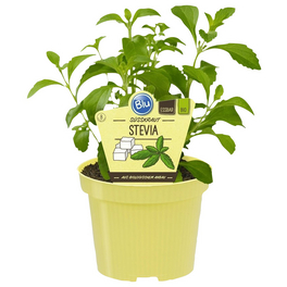 Zuckerblatt Stevia, Stevia rebaudiana, aktuelle Pflanzenhöhe ca.: 25 cm, im Topf