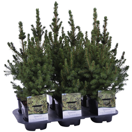Zuckerhutfichte, Picea Glauca »Conica«, immergrün