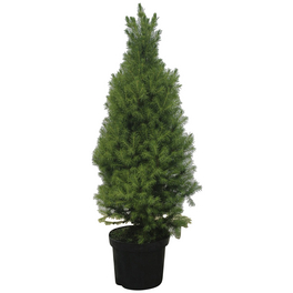 Zuckerhutfichte, Picea glauca »Conica«, immergrün