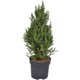 Zuckerhutfichte, Picea glauca »Conica«, immergrün