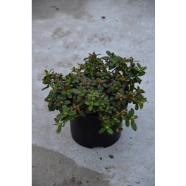 rhododendron kali RedCrocus Calsap Rhododendron Evergreen Shrub, Pink Blooms, Shade-Tolerant,  Deer Resistant, Container & Garden Plant, Pet Safe, Well-Draining Acidic