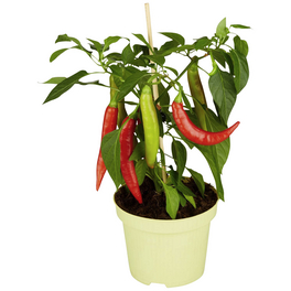 Zwerg-Chili Annuum Capsicum Zwerg-Chili Annuum Capsicum