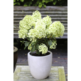 Zwerg-Rispenhortensie 'Bobo'®, paniculata, Topf: 25 cm, Blüten: weiß