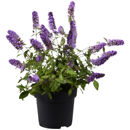 Zwerg-Sommerflieder, Buddleja davidii »Lavender Cupcake®«, Blätter: grün, Blüten: lavendelblau