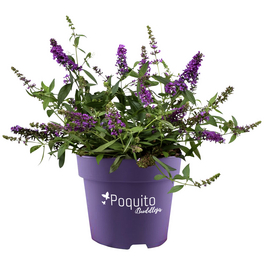 Zwerg-Sommerflieder, Buddleja davidii »Orchid Annie®«, Blätter: grün, Blüten: violett Zwerg-Sommerflieder, Buddleja davidii »Orchid Annie®«, Blätter: grün, Blüten: violett