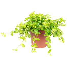 Zwergpfeffer Peperomia rotundifolia