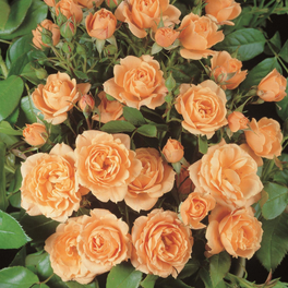 Zwergrose Rosa hybride »Apricot Clementine«