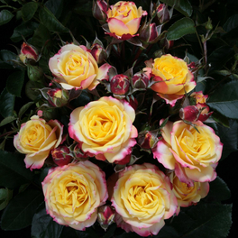 Zwergrose Rosa hybride »Clementine«