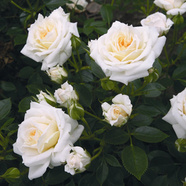 Zwergrose Rosa hybride »Honeymilk«