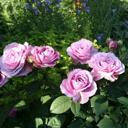 Zwergrose Rosa hybride »Lavender Ice« Zwergrose Rosa hybride »Lavender Ice«
