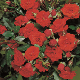 Zwergrose Rosa hybride »Orange Babyflor«