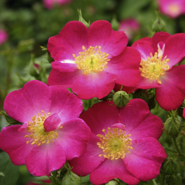 Zwergrose, Rosa »Lupo®«, Blüten: rosa/purpurfarben