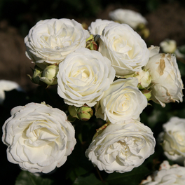 Zwergrose, Rosa »Schneeküsschen®«, Blüten: weiß