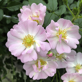 Zwergrose, Rosa »Sternenhimmel®«, Blüten: zartrosa