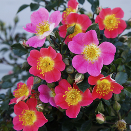 Zwergrose, Rosa »Topolina®«, Blüten: rosa