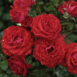 Zwergrose, Rosa »Zwergenfee 09®«, Blüten: rot