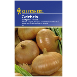 Zwiebel cepa Allium Zwiebel cepa Allium