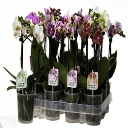 Orchidee Phalaenopsis, 2-Trieber, mehrfarbige Blüten