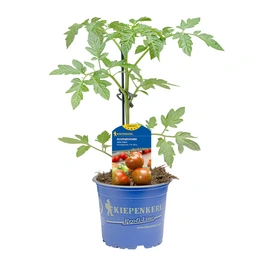 Tomatenpflanze, T12, im Topf
