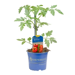 Tomatenpflanze, T12, im Topf