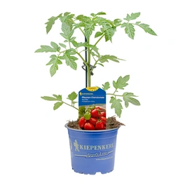 Tomatenpflanze Solanum lycopersicum »Pano Red«, veredelt, im Topf Ø: 12 cm