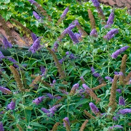 Sommerflieder, mehrjaehrig, blau